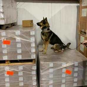 Bomb Dogs, Explosives Detection Dogs